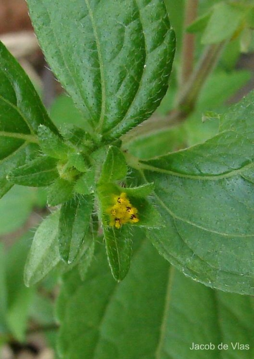 Eleutheranthera ruderalis (Sw.) Sch.Bip.